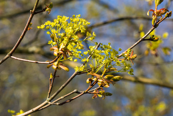 spring buds 1