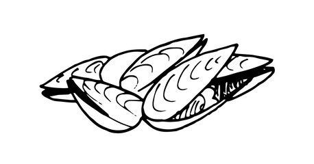 Clams isolated. mollusks. Sketch hand drawn style black and white vector illustration.