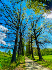 Long beautiful walk in the park.
