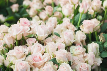 Sweet Dolomiti roses on flowerbed background