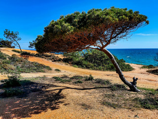 Beautiful sunny Falesia beach in Portugal