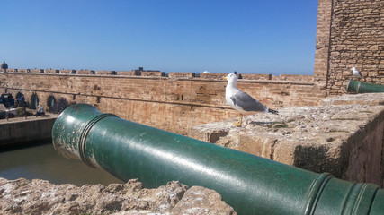 Seagull and old cannon in Essaouira, Morocco in a sunny day