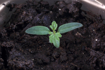 Young tomato sprout