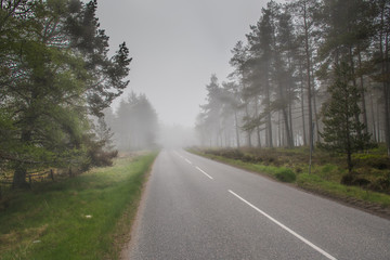 Scottish forest surrounded by fog