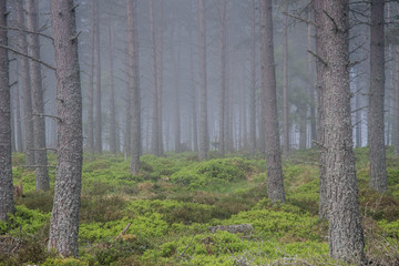 fog in the fir forest and moss