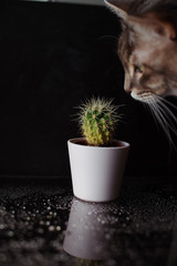 Cactus and cat 