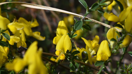 Ginster, Cytisus, mit gelber Blüte