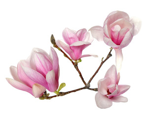 Plakat magnolia flower
