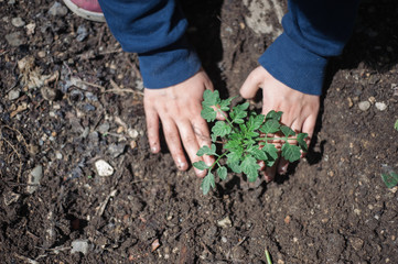 child hands plant a little plant of tomatos in the garden at home
