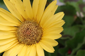 Yellow daisy 