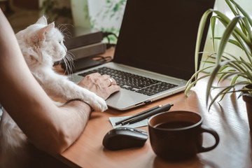 A man with a laptop works in a home office during quarantine. Fluffy white domestic cat sitting on his lap.