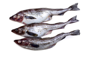 Alaska pollock