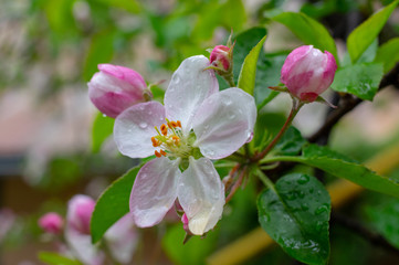 Naklejka na ściany i meble Beautiful apple flower closup blooming detail. Spring season