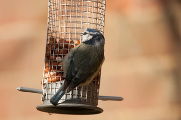 parus caeruleus, blue tit, feeding on a hanging peanut feeding station in UK garden 
