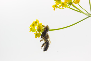 close up of Bee insect caught by spider with yellow wild flowers isolated on white background