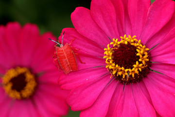 pink daisy flower