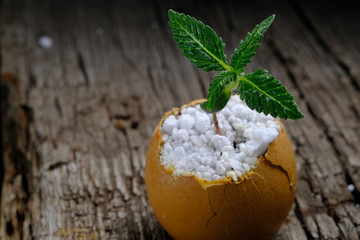 A cannabis sprout grows from the shell of eggs that are on an old wooden surface. horizontal . copy space close-up