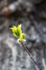 Little sprout of a tree. Beginning of life