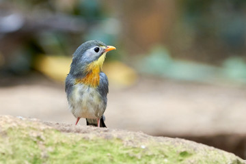 Red-billed leiothrix bird closeup (Leiothrix lutea)