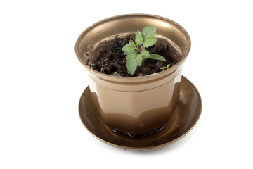 Young tomato sprout in pod