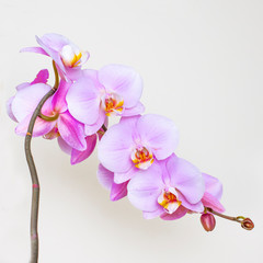 Naklejka na ściany i meble Pink orchid on white background. Greeting card