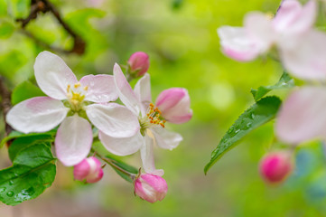 Beautiful apple flower closup blooming detail. Spring season