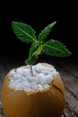 A cannabis sprout grows from the shell of eggs that are on an old wooden surface. verticals. close-up