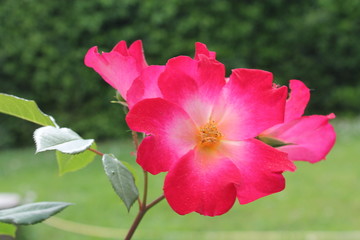 Scenic view of red rose in garden with rose leaves. Red rose is at full blossom and showing natural spring color