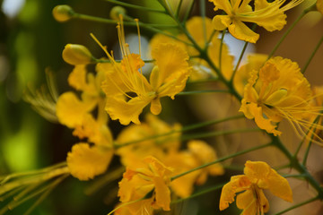 Wild Flower
