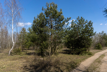 Fototapeta na wymiar road in the forest