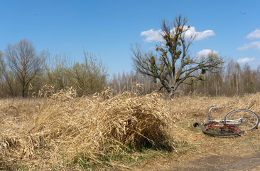 bicycle in the field