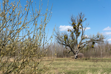 tree in the field
