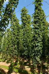 Fototapeta premium Typical hop plantation for beer production in Leon, northern Spain.