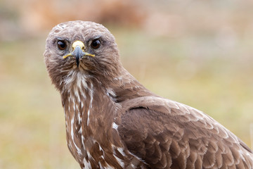 Common buzzard, Buteo buteo, portrait of an adult specimen on an unfocused background