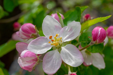 Fototapeta na wymiar Beautiful apple flower closup blooming detail. Spring season