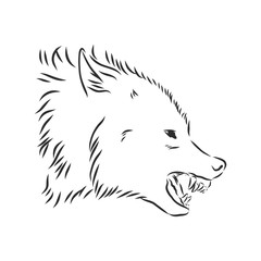 angry snarling wolf, angry wolf growls, wolf head, vector sketch illustration
