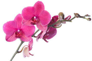 Fototapeta na wymiar Beautiful bouquet of pink orchid flowers. Bunch of luxury tropical magenta orchids - phalaenopsis - isolated on white background. Studio shot