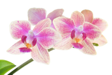 Naklejka na ściany i meble Beautiful bouquet of pink orchid flowers. Bunch of luxury tropical magenta orchids - phalaenopsis - isolated on white background. Studio shot.