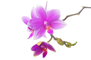 Naklejka na ściany i meble Beautiful bouquet of pink orchid flowers. Bunch of luxury tropical magenta orchids - phalaenopsis - isolated on white background. Studio shot
