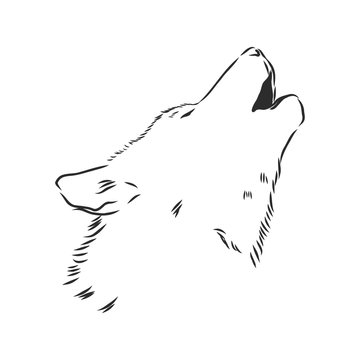 Wolf head vector. wolf howls, wolf head, vector sketch illustration