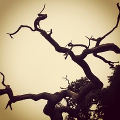 Dead tree silhouette Sutton Park