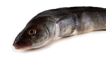 Sea bass