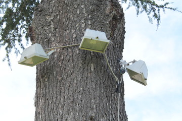 Electric lights fixed on tree in garden for light in garden. Electric lamps are usually fixed on electric polls.