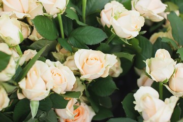 Peach Avalanche Rose Bush Background