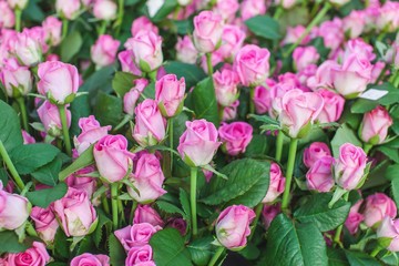 Rose Aqua variety on a bush