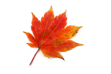 Autumn maple leaf