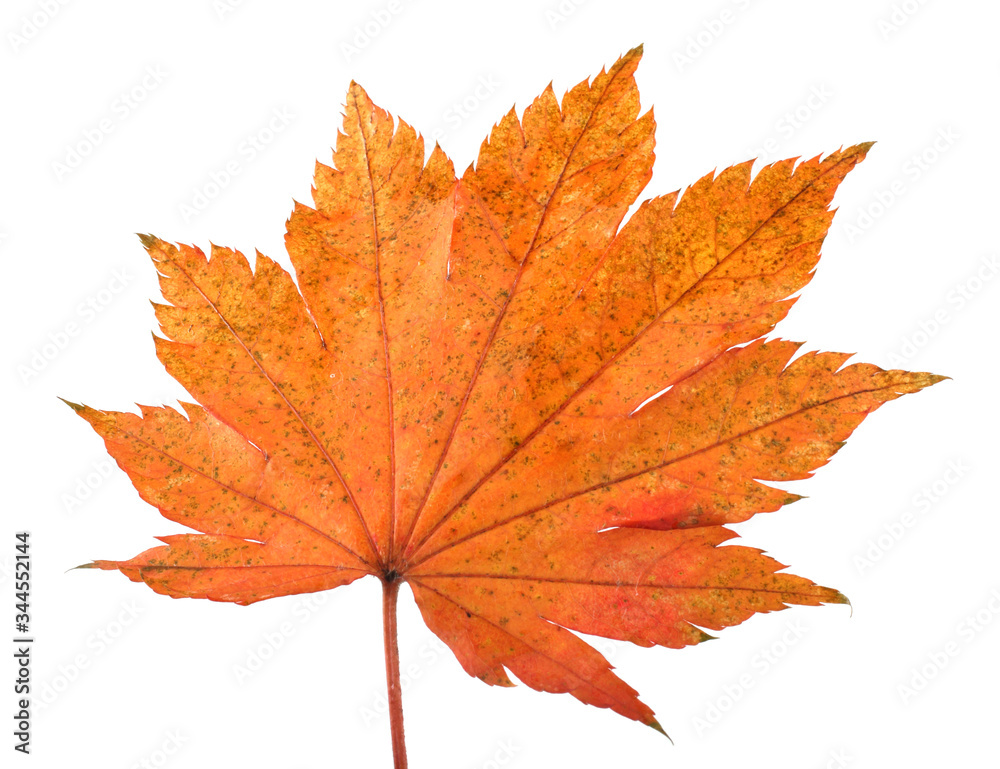 Wall mural Autumn maple leaf