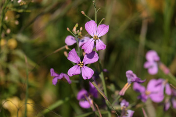 Fototapeta na wymiar Purple flowers in the field. France