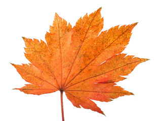 Autumn maple leaf