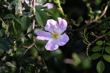 Pink flower blooms in the countryside.